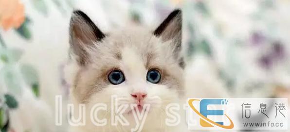 出售布偶幼猫海豹双色蓝双色CFA证书