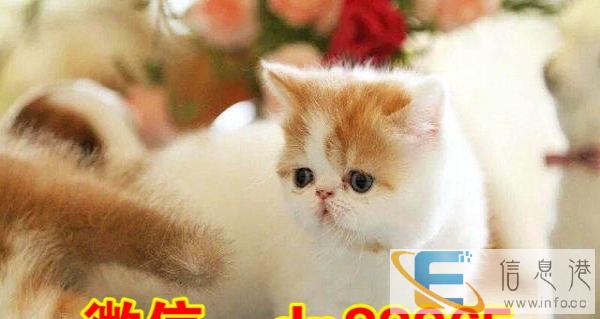 出售高品质红虎斑加菲猫 超级可爱,随时来挑选