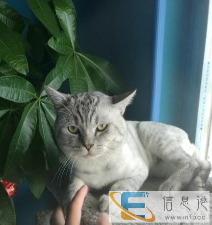 自家的美短虎斑猫