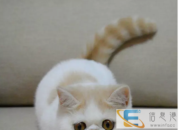 蓝猫英短猫苏格兰折耳猫蓝白乳白双血统幼猫乳白幼猫小猫