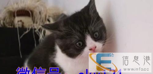 周年庆钜惠布偶猫加菲猫专卖单c双c认证 售后保终身