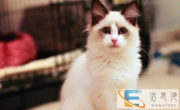 加菲猫活体 纯种幼猫 异国短毛猫家养宠物猫低价出售