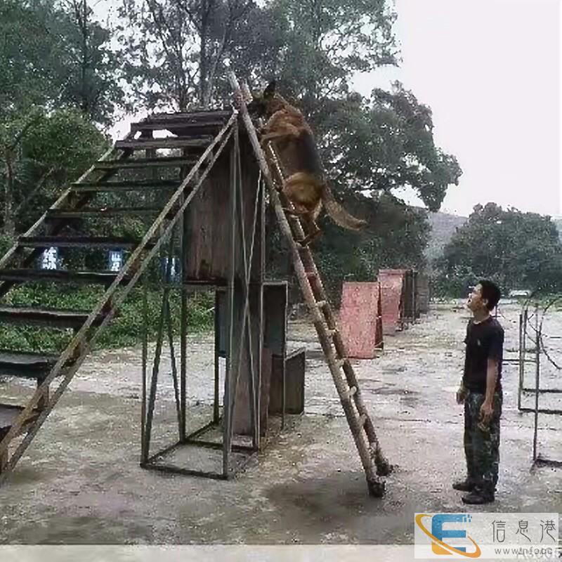 海南优质犬只训练基地