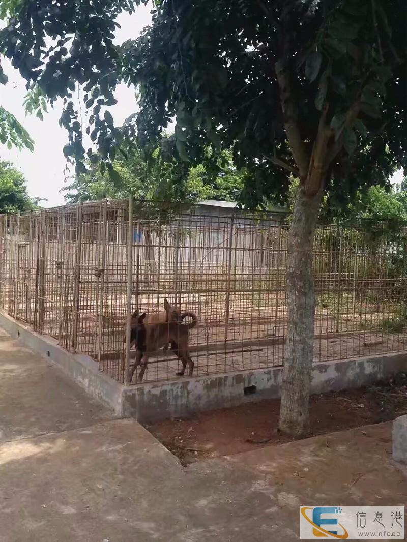 海南狗狗纠正行为训犬基地