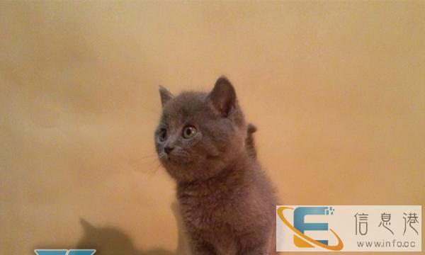 出售纯种英短 短毛猫英国蓝猫 英短嘟嘟幼猫活泼