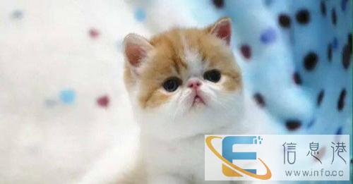 高端精品加菲 CFA高品质种猫繁殖可 可空运