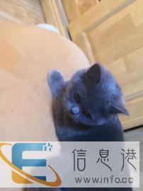 英短蓝猫妹纸配种