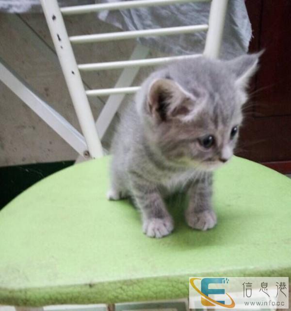 急出售家养加菲猫和英短蓝猫,980一只包健康