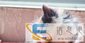 长毛猫小猫多只