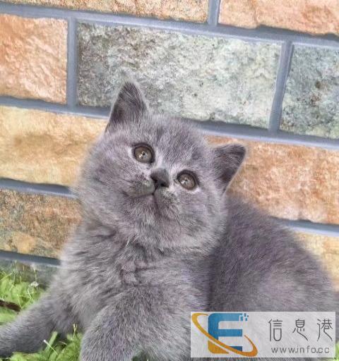 出售蓝猫公母都有死亡包赔