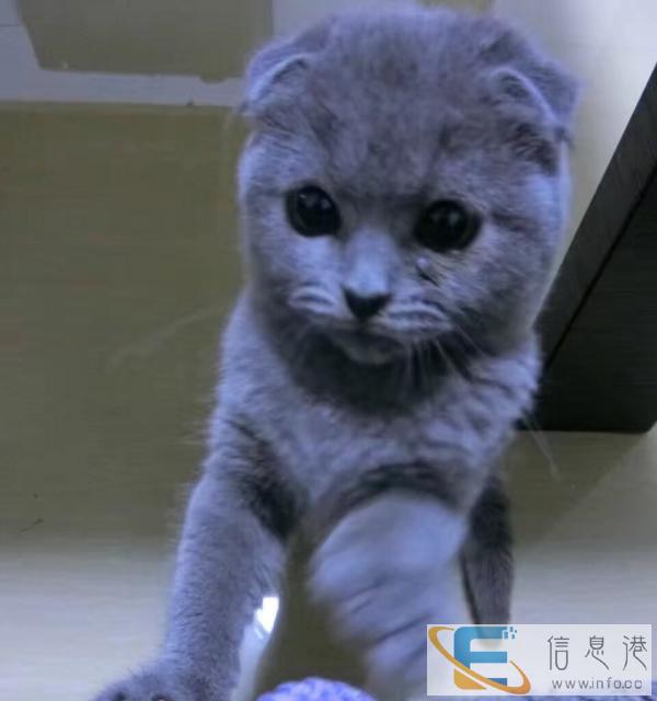 小折耳猫蓝猫