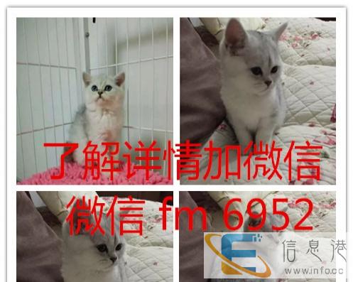 批发英短蓝猫蓝白渐层美短,养殖户直供异地发空运