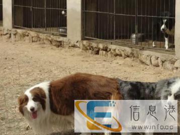 秦皇岛鑫金犬业种公对外借配边牧德牧金毛拉布藏獒泰迪