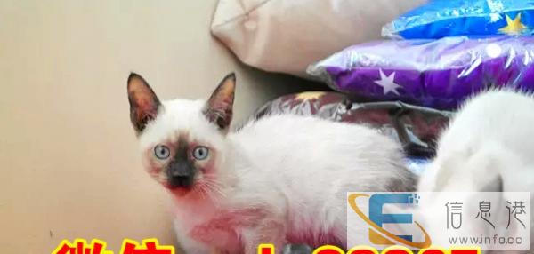 纯种蓝眼重点色暹罗猫幼猫幼崽 纯种小暹罗猫