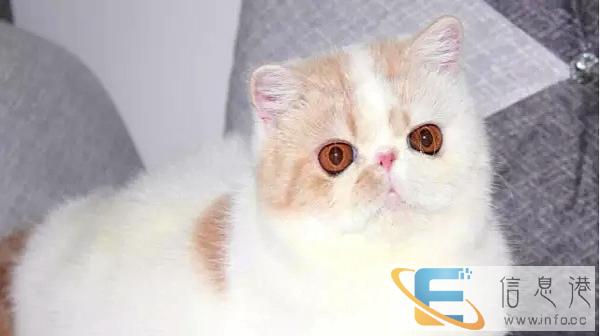 高品质大眼睛 甜美可人加菲猫 幼猫热销中