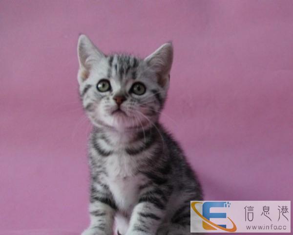 出售美国虎斑猫 虎斑纹清晰漂亮活泼可爱大气的美国短毛猫