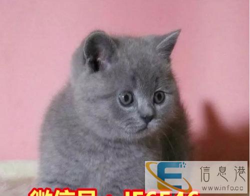 专业猫舍常年出售折耳猫加菲猫蓝猫英短美短等品种齐全