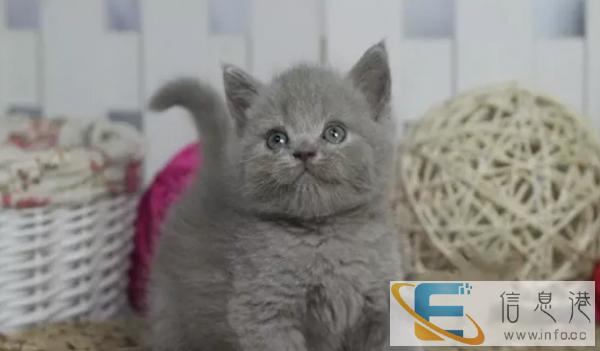 美国短毛猫 自家繁殖虎斑猫幼崽活体 立耳虎斑猫宝