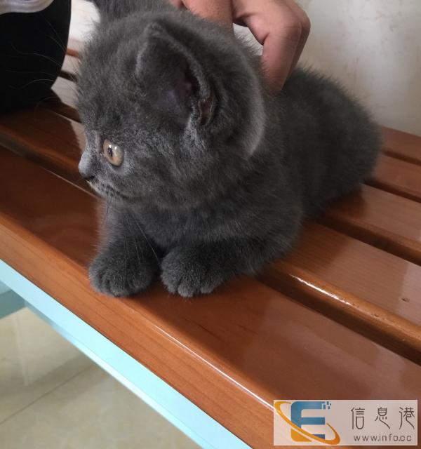 英短猫咪 健康可爱 找一位有爱心的主人领走
