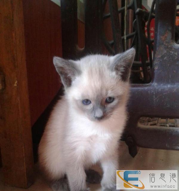 暹罗猫自己养的现在急出手