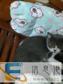 给我家小母猫找个男朋友