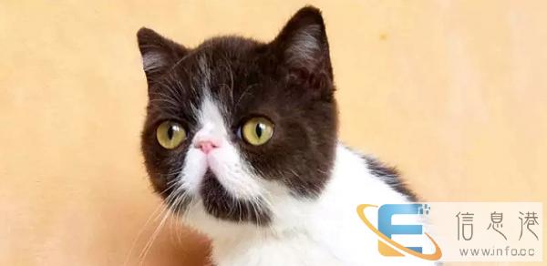 出窝加菲猫 金吉拉 布偶猫 蓝猫 折耳猫 全国包邮