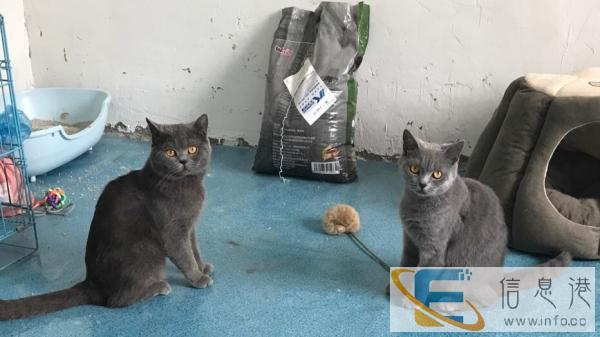 家里的蓝猫终于生小宝宝啦