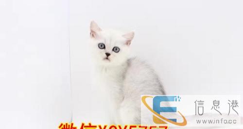 健康宠物猫活体纯种英短蓝猫折耳立耳英国短毛猫蓝猫粉