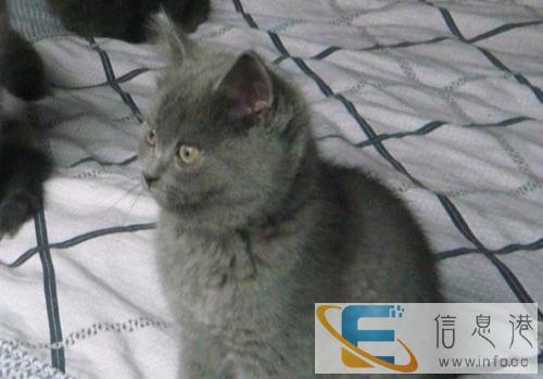 包子脸折耳蓝猫幼崽,多只可选,疫苗齐全,保健康