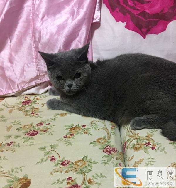 英短成母蓝猫出售