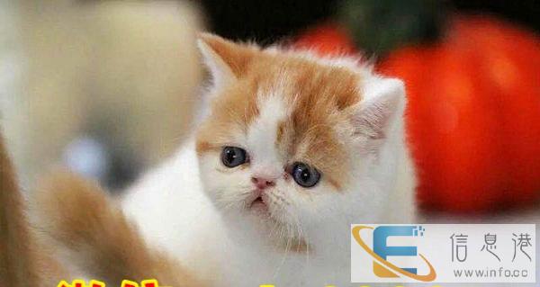 常年出售加菲猫,异短,美短,波斯猫,英短蓝