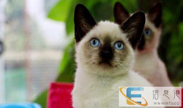 出售来自泰国的暹罗小猫咪 多窝可选 三针做齐