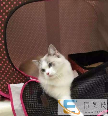 诚信猫舍纯种小布偶猫 蓝双色驱虫疫苗齐全