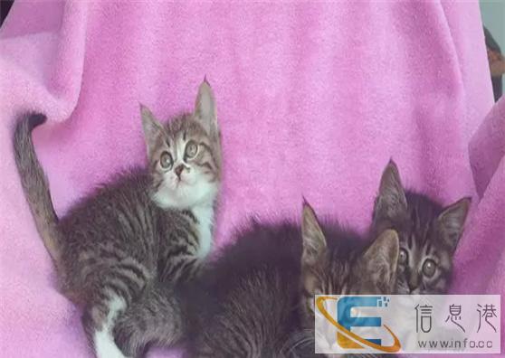 出售重点色波斯猫纯种波斯猫幼猫 宠物猫全白色波斯