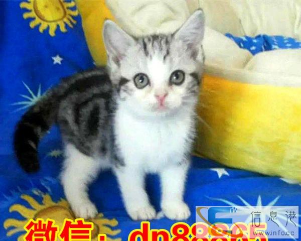 暖心小猫咪高地 英短 长毛 粉爪 粘人 萌萌的