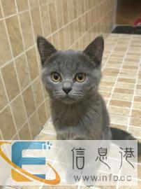 英短蓝猫公猫找老婆 借配