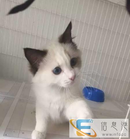 来自家养美国纯种布偶猫幼猫妹妹海豹完美双色