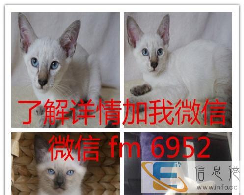 英短银渐层母 纯种英短蓝猫 纯种 幼猫英短蓝猫幼猫纯种