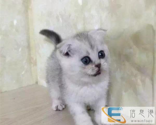 猫舍火爆出售纯种英短渐层蓝猫蓝白短毛可上门挑选