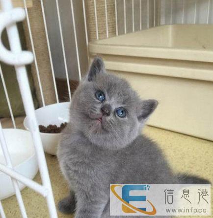 自家繁殖加菲 蓝猫 短毛猫 美短 蓝白健康保障