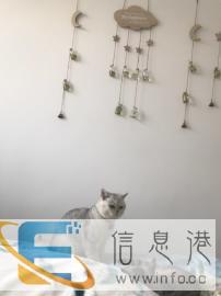 自家阳台渐层公猫借配