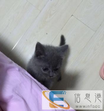 出售高品质英短蓝猫宠物猫