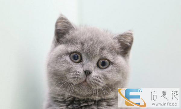 英短宠物猫英短蓝猫英短幼猫包纯种包健康