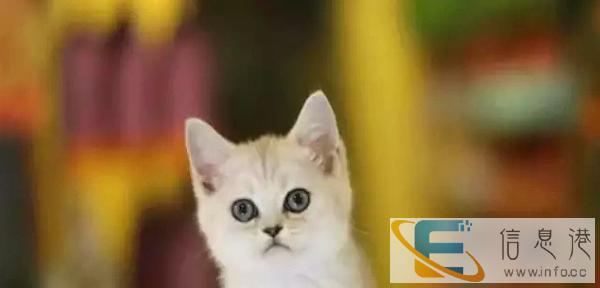 美国短毛猫 自家繁殖虎斑猫幼崽活体 立耳虎斑猫宝宝