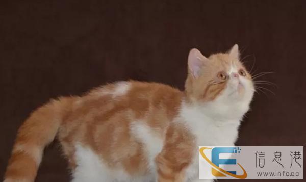 加菲猫 虎斑加菲猫 幼猫 红虎斑 异国短毛猫出售