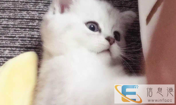 英国短毛猫蓝猫幼猫 每个都是肥嘟嘟的包子脸异常可爱