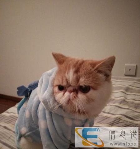 品质保障 诚信服务 专营蓝猫 布偶 金吉拉 英美短等