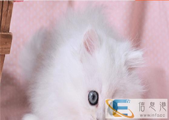 较棒的虎金吉拉在这 他们都选这家 精品虎斑 有口皆碑 较棒的虎金吉拉在这 他们都选这家 精品虎斑 有口皆碑