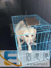 专注于宠物托运,平安到家 专注于宠物托运,平安到家