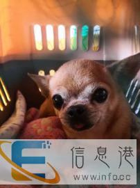 专注于宠物托运,平安到家 专注于宠物托运,平安到家